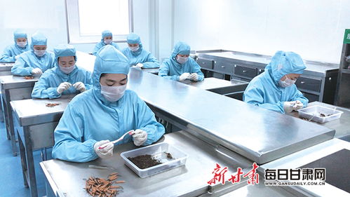 甘肃陇萃堂营养保健食品股份职工认真筛检虫草